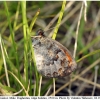 erebia iranica male3